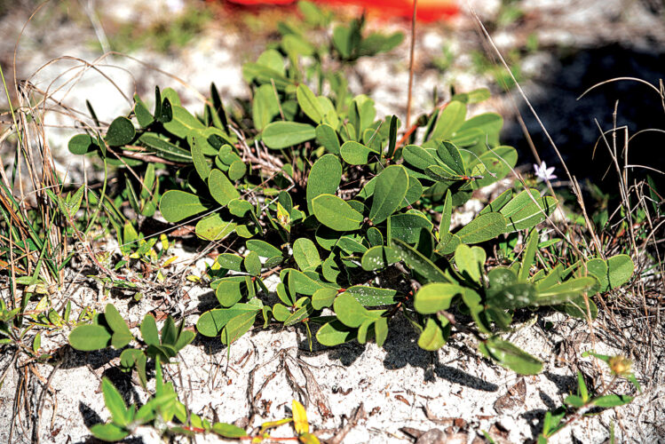 Endangered ‘beautiful pawpaw’ finding new home in Cape Coral and Pine Island conservation efforts